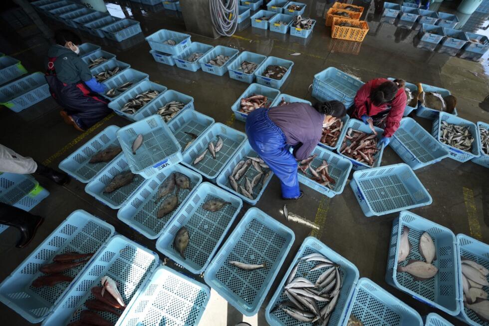 ARCHIVO - Trabajadores locales arreglan el pescado costero durante una subasta matutina en el puerto de Hisanohama, el jueves 19 de octubre de 2023 en Iwaki, noreste de Japón. Japón cumplió el lunes 11 de marzo de 2024 13 años desde que un terremoto y un tsunami masivos azotaron las costas del norte del país.